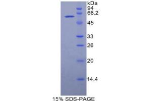 SDS-PAGE analysis of Rat SLC3A2 Protein.