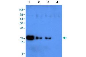 Western blot analysis of recombinant human protein KIR2DL1 (Lane 1), KIR2DL3 (Lane 2), KIR2DS4 (Lane 3) and KIR2DL4 (Lane 4) (each 50 ng per well) were resolved by SDS - PAGE, transferred to PVDF membrane and probed with KIR2DL1 monoclonal antibody , clone 2F9 (1 : 500) . (KIR2DL1 Antikörper  (AA 23-223))
