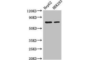 Western Blot Positive WB detected in: HepG2 whole cell lysate, HEK293 whole cell lysate All lanes: OS9 antibody at 3. (OS9 Antikörper  (AA 232-413))