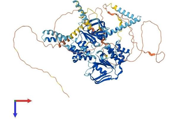 ABCF1 Protein (AA 1-837) (His tag)