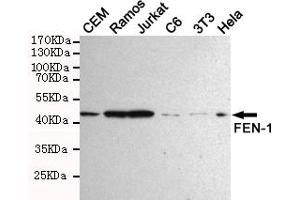 Western blot detection of FEN-1 in Hela,Jurkat,3T3,C6,CEM and Ramos cell lysates using FEN-1 mouse mAb (1:1000 diluted). (FEN1 Antikörper)
