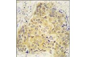Image no. 1 for anti-Sema Domain, Immunoglobulin Domain (Ig), Short Basic Domain, Secreted, (Semaphorin) 3A (SEMA3A) (Middle Region) antibody (ABIN360060)