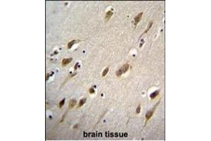 HARB1 Antibody (N-term) (ABIN655103 and ABIN2844735) immunohistochemistry analysis in formalin fixed and paraffin embedded human brain tissue followed by peroxidase conjugation of the secondary antibody and DAB staining. (HARBI1 Antikörper  (N-Term))