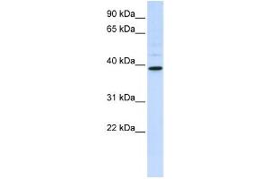 Western Blotting (WB) image for anti-Chitinase, Acidic (CHIA) antibody (ABIN2458671) (CHIA Antikörper)