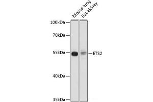 Western blot analysis of extracts of various cell lines using ETS2 Polyclonal Antibody at dilution of 1:1000. (ETS2 Antikörper)
