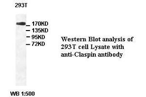 Image no. 1 for anti-Claspin (CLSPN) antibody (ABIN791213)