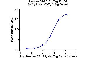 ELISA image for CD80 (CD80) (AA 35-242) protein (Fc Tag) (ABIN7273892)
