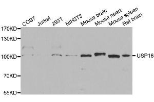 Western blot analysis of extracts of various cell lines, using USP16 antibody. (USP16 Antikörper  (AA 1-280))