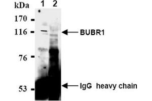 Western Blotting (WB) image for anti-Budding Uninhibited By Benzimidazoles 1 Homolog beta (Yeast) (BUB1B) antibody (ABIN567606) (BUB1B Antikörper)
