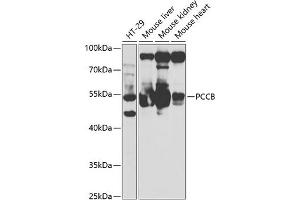 Western blot analysis of extracts of various cell lines, using PCCB antibody (ABIN6133145, ABIN6145281, ABIN6145282 and ABIN6221066) at 1:1000 dilution. (PCCB Antikörper  (AA 260-539))