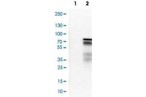 Western Blot analysis of Lane 1: negative control (vector only transfected HEK293T cell lysate) and Lane 2: over-expression lysate (co-expressed with a C-terminal myc-DDK tag in mammalian HEK293T cells) with ZNF703 monoclonal antibody, clone CL0654 .