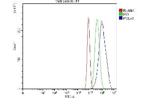 Flow Cytometry analysis of U87 cells using anti-POLA1 antibody (ABIN7601759). (POLA1 Antikörper  (AA 45-1429))
