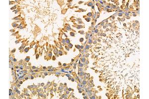 ABIN6259144 and ABIN6274444 at 1/100 staining Rat testis tissue by IHC-P. (PARD3 Antikörper  (C-Term))