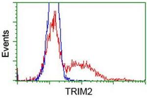 HEK293T cells transfected with either RC203947 overexpress plasmid (Red) or empty vector control plasmid (Blue) were immunostained by anti-TRIM2 antibody (ABIN2453856), and then analyzed by flow cytometry. (TRIM2 Antikörper  (AA 1-100, AA 645-744))