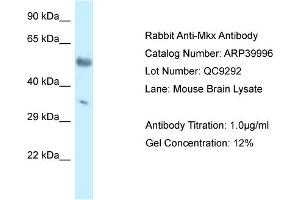 WB Suggested Anti-Mkx Antibody Titration: 1. (MKX Antikörper  (C-Term))