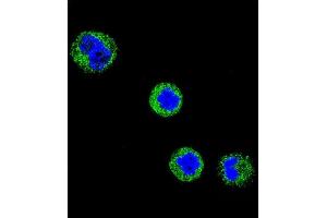 Confocal immunofluorescent analysis of CD1E Antibody (Center) (ABIN653900 and ABIN2843142) with MDA-M cell followed by Alexa Fluor 488-conjugated goat anti-rabbit lgG (green). (CD1e Antikörper  (AA 184-212))