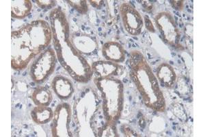 IHC-P analysis of Human Kidney Tissue, with DAB staining. (GOT1 Antikörper  (AA 1-413))