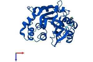 INMT Protein (AA 1-263) (His tag)