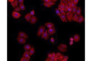 Immunofluorescence (IF) image for anti-Basigin (Ok Blood Group) (BSG) antibody (Alexa Fluor 647) (ABIN2657637)