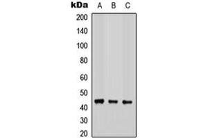 Western blot analysis of COX15 expression in HEK293T (A), Raw264. (COX15 Antikörper  (Center))