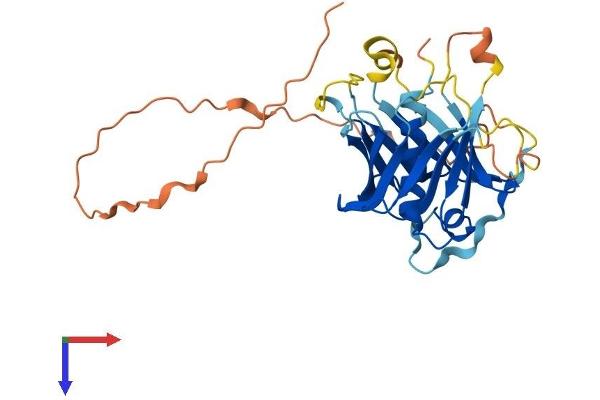 PLSCR2 Protein (AA 1-297) (His tag)