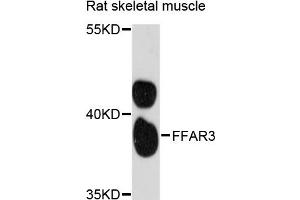 Western blot analysis of extracts of rat skeletal muscle, using FFAR3 antibody (ABIN6291649) at 1:3000 dilution. (FFAR3 Antikörper)