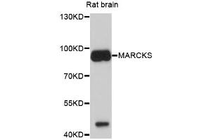 Western blot analysis of extracts of rat brain, using MARCKS antibody (ABIN4904308) at 1:1000 dilution. (MARCKS Antikörper)