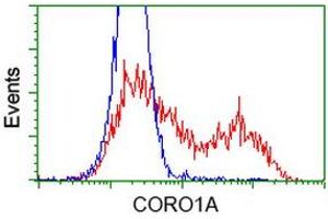 Image no. 5 for anti-Coronin, Actin Binding Protein, 1A (CORO1A) antibody (ABIN1497574) (Coronin 1a Antikörper)