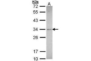 Western Blotting (WB) image for anti-Synaptophysin (SYP) (C-Term) antibody (ABIN2854881)