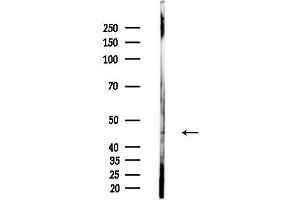 Western blot analysis of lysates from  cells(heat-shock,45 min treatment), using PEVR2 Antibody at 1/1000 dilution.