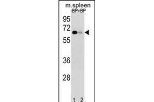 Western blot analysis of ASB3 Antibody (N-term) Pab (ABIN1539061 and ABIN2848449) pre-incubated without(lane 1) and with(lane 2) blocking peptide in mouse spleen tissue lysate.