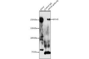 Immunoprecipitation analysis of 300 μg extracts of HeLa cells using 3 μg MYH9 antibody (ABIN1513234, ABIN3020656, ABIN3020657 and ABIN6213646). (Myosin 9 Antikörper  (AA 1711-1960))