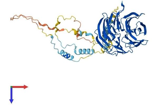 CDC20 Protein (AA 1-499) (His tag)