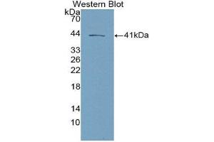 Western Blotting (WB) image for anti-Tachykinin 3 (TAC3) (AA 29-101) antibody (ABIN2118537) (Tachykinin 3 Antikörper  (AA 29-101))