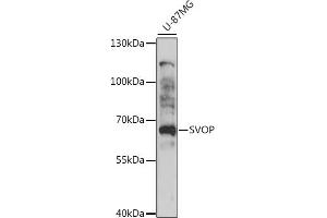 Western blot analysis of extracts of U-87MG cells, using SVOP antibody (ABIN7270664) at 1:1000 dilution. (SVOP Antikörper  (AA 1-80))