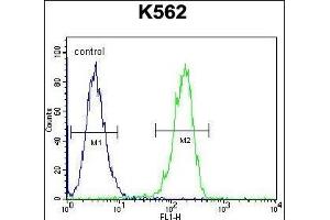 CPSF7 Antibody (C-term) (ABIN656085 and ABIN2845431) flow cytometric analysis of K562 cells (right histogram) compared to a negative control cell (left histogram). (CPSF7 Antikörper  (C-Term))