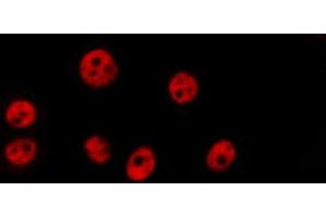 ABIN6269297 staining HepG2 by IF/ICC. (Histone H3.1 Antikörper)