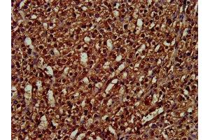 IHC image of ABIN7162805 diluted at 1:300 and staining in paraffin-embedded human adrenal gland tissue performed on a Leica BondTM system. (PPIE Antikörper  (AA 86-141))