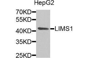 Western blot analysis of extracts of HepG2 cells, using LIMS1 antibody. (LIMS1 Antikörper)