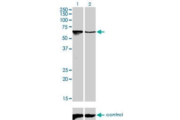 ARID3A Antikörper  (AA 317-416)