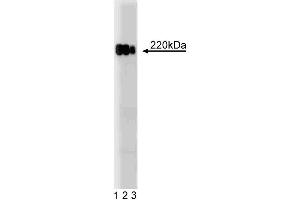 Western blot analysis of ZO-1 on a HeLa cell lysate. (TJP1 Antikörper  (AA 1048-1247))
