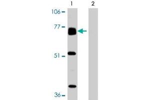 Western blot analysis of BACE2 expression in human heart tissue in the absence (Lane 1) and presence (Lane 2) of blocking peptide in BACE2 polyclonal antibody.