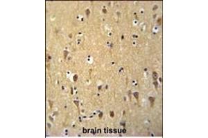 WDR73 Antibody (N-term) (ABIN651490 and ABIN2840265) immunohistochemistry analysis in formalin fixed and paraffin embedded human brain tissue followed by peroxidase conjugation of the secondary antibody and DAB staining.