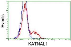 HEK293T cells transfected with either RC200828 overexpress plasmid (Red) or empty vector control plasmid (Blue) were immunostained by anti-KATNAL1 antibody (ABIN2454173), and then analyzed by flow cytometry. (KATNAL1 Antikörper)