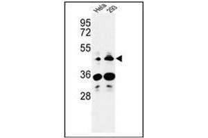 Western blot analysis of HS3ST2 Antibody (C-term) Cat. (HS3ST2 Antikörper  (C-Term))