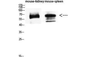 Western Blot (WB) analysis of Mouse Kidney Mouse Spleen using CD19 Polyclonal Antibody diluted at 1:1500. (CD19 Antikörper  (Internal Region))