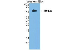 Detection of Recombinant DAG1, Mouse using Polyclonal Antibody to Dystrophin Associated Glycoprotein 1 (DAG1) (Dystroglycan Antikörper  (AA 28-406))
