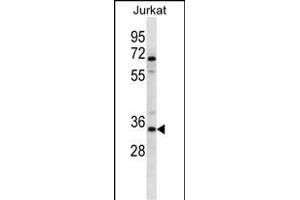 OR2G3 Antibody (C-term) (ABIN657191 and ABIN2846314) western blot analysis in Jurkat cell line lysates (35 μg/lane). (OR2G3 Antikörper  (C-Term))