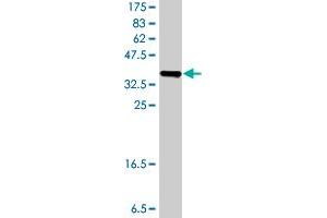 Western Blot detection against Immunogen (37. (Galectin 9 Antikörper  (AA 254-355))