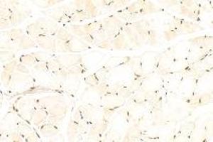Immunohistochemistry analysis of paraffin-embedded mouse muscle using CSL (ABIN7073486) at dilution of 1: 500